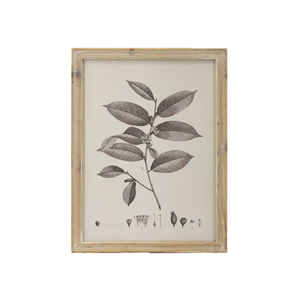 QUADRO NEW BOTANICAL C