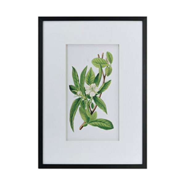 QUADRO BOTANICAL A